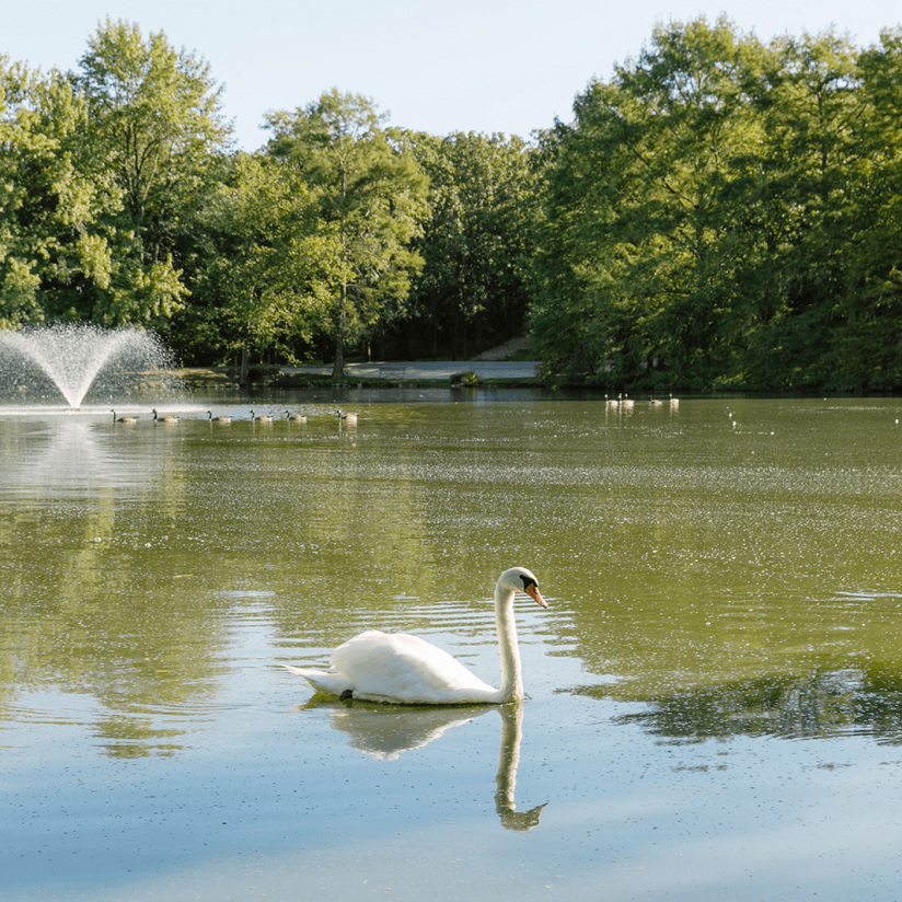 Pond with water feature and swan.