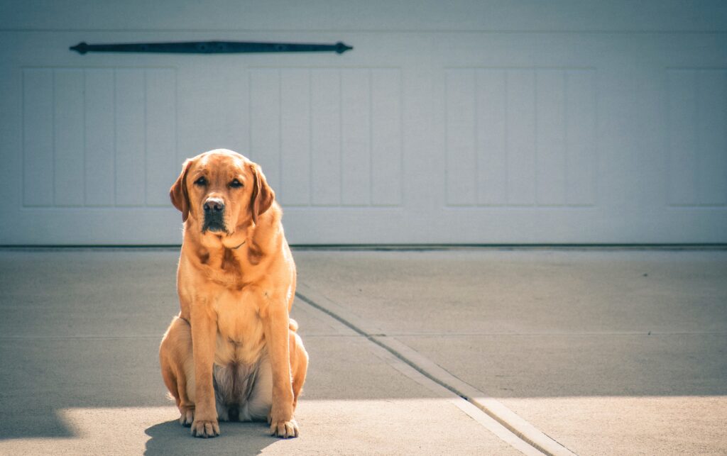 Labrador sits in driveway.