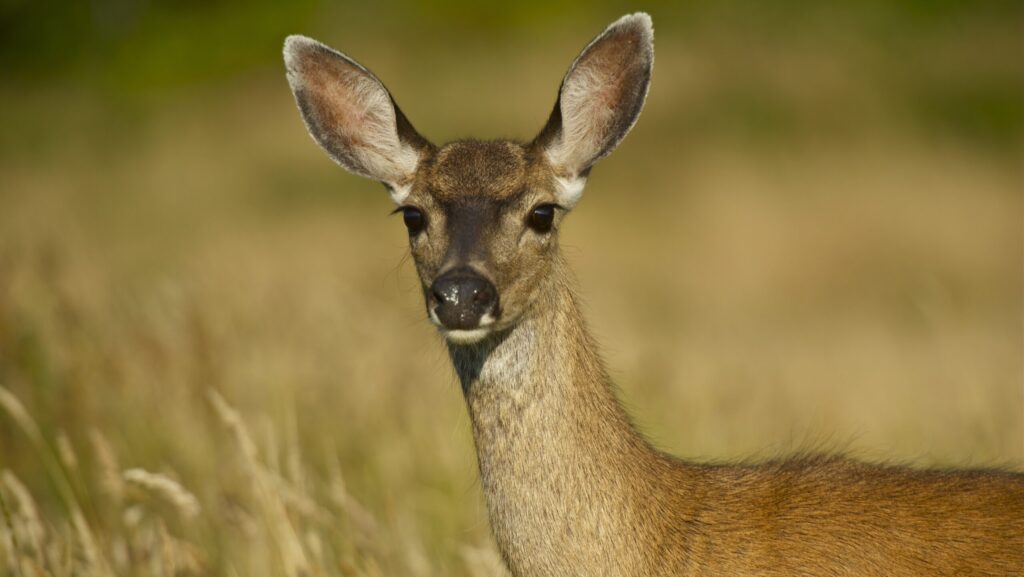 Young deer in field.