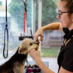 Professional dog groomer, grooming a small dog on a table with scissors.