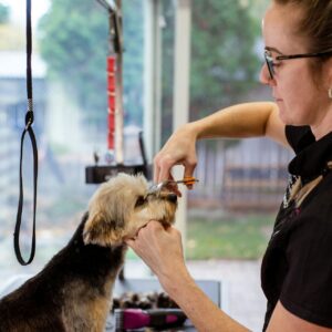 Professional dog groomer, grooming a small dog on a table with scissors.