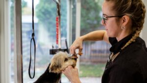 Professional dog groomer, grooming a small dog on a table with scissors.