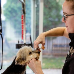 Professional dog groomer, grooming a small dog on a table with scissors.