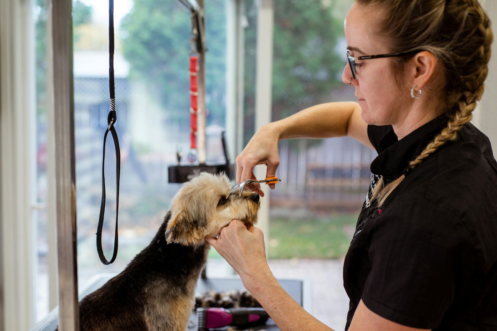 Professional dog groomer, grooming a small dog on a table with scissors.